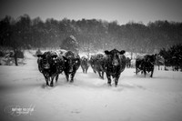 Farm Life